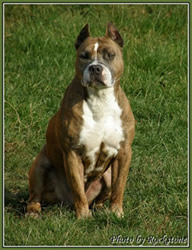 Dracula Rockstone Eu.W, VCH., HGCH, HSCH, HCH, 2 X BIS BOG, 5 X BOB, CACIB, 12 X CAC, 4 X R.CAC